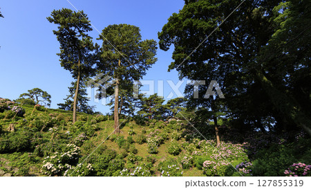 小田原城遺址的繡球花 127855319