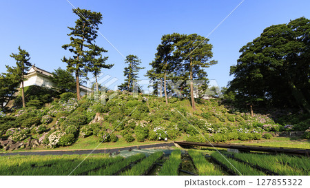 Hydrangeas at Odawara Castle Ruins 127855322