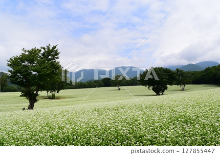 Buckwheat field Buckwheat field 127855447