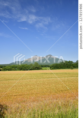 拍攝北海道森町初夏秋播的麥田和即將收成的駒岳 127855466
