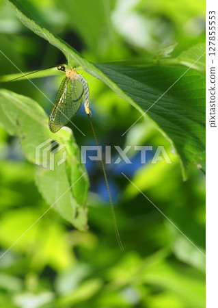 Phyllosterone carpet Phyllosterone carpet 127855553