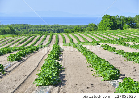 Photographing pumpkin fields in early summer in Morimachi, Hokkaido Photographing pumpkin fields in early summer in Morimachi, Hokkaido 127855629