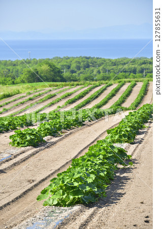 Photographing pumpkin fields in early summer in Morimachi, Hokkaido Photographing pumpkin fields in early summer in Morimachi, Hokkaido 127855631