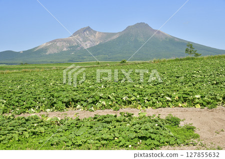 Photographing pumpkin fields in early summer in Morimachi, Hokkaido Photographing pumpkin fields in early summer in Morimachi, Hokkaido 127855632