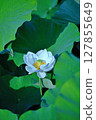 White Lotus Flower 127855649