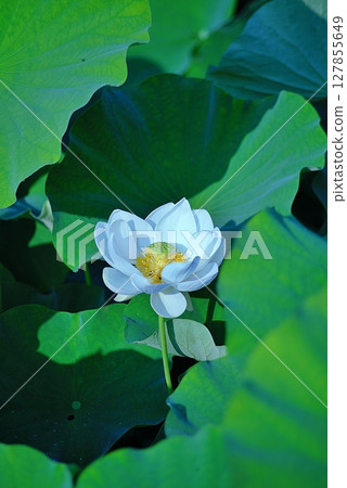White Lotus Flower 127855649