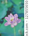 Lotus flowers blooming in the morning 127855650