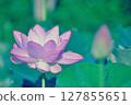 Pink lotus flower and lotus bud in the foreground 127855651