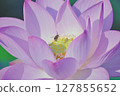 A honeybee resting on a lotus flower 127855652