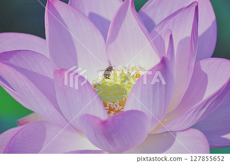 A honeybee resting on a lotus flower 127855652