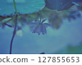 White lotus flowers reflected on the water surface and the rippling water surface 127855653