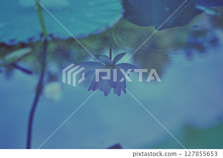 White lotus flowers reflected on the water surface and the rippling water surface 127855653