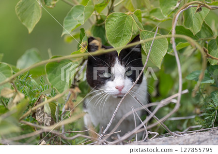 Stray cat in the bush 127855795