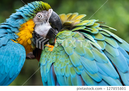 Two macaws grooming each other Two macaws grooming each other 127855801