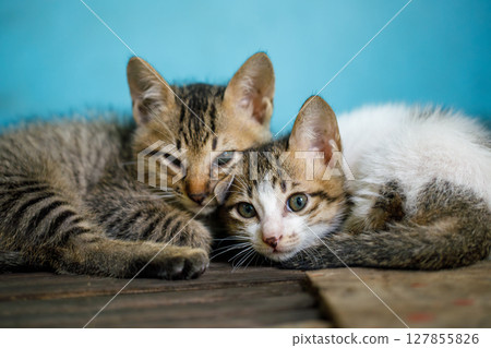 A group of cute kittens snuggled together on a wooden surface, creating a tranquil scene A group of cute kittens snuggled together on a wooden surface, creating a tranquil scene 127855826