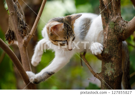 A House Cat Climbs a Tree and Cant Get Down A House Cat Climbs a Tree and Cant Get Down 127855827