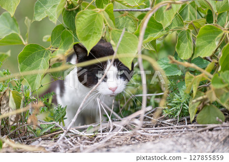 Stray cat in the bush 127855859