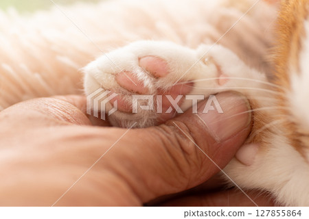 Person touching cute cat's paw 127855864