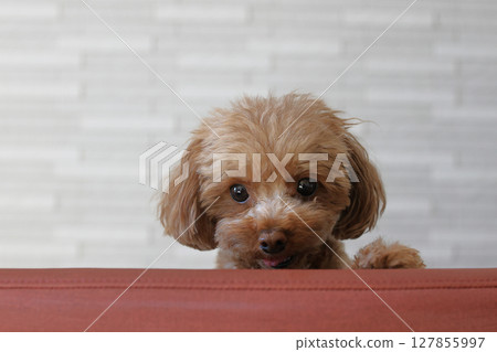 玩具貴賓犬看著椅背 127855997