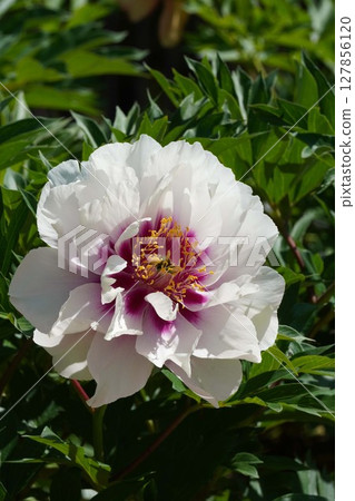 Peony flower "Cola Ruiz" - May 2025 Peony flower "Cola Ruiz" - May 2025 127856120