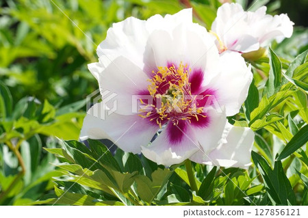 Peony flower "Cola Ruiz" - May 2025 Peony flower "Cola Ruiz" - May 2025 127856121