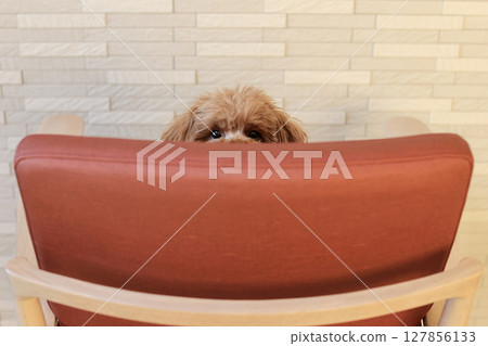 Toy poodle looking over the back of a chair 127856133