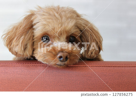 玩具貴賓犬看著椅背 127856275