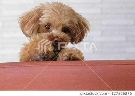 Toy poodle looking over the back of a chair 127856276