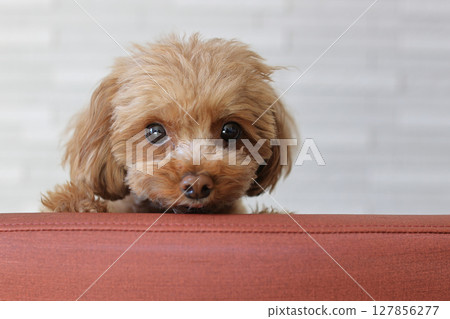 Toy poodle looking over the back of a chair Toy poodle looking over the back of a chair 127856277
