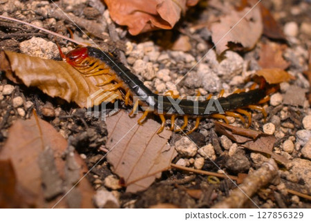 Tobimuskad 127856329