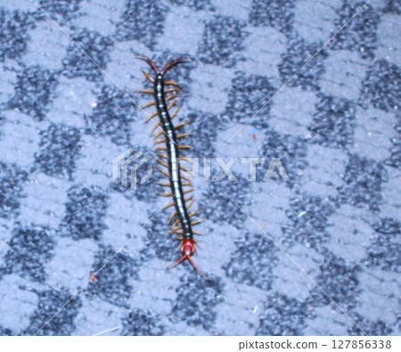 Tobimuskad 127856338