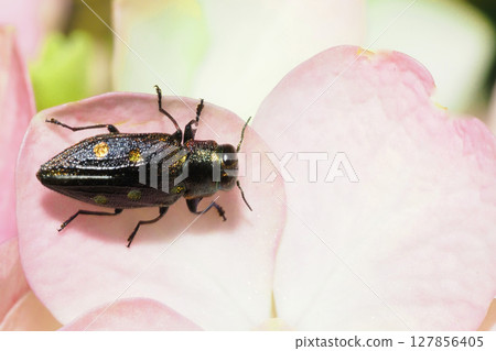 A kind of buprestid beetle resting on a hydrangea flower A kind of buprestid beetle resting on a hydrangea flower 127856405