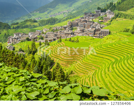 Longji village surrounded by green terraced rice fields, Longsheng county, Guilin, Guangxi, China Longji village surrounded by green terraced rice fields, Longsheng county, Guilin, Guangxi, China 127856406
