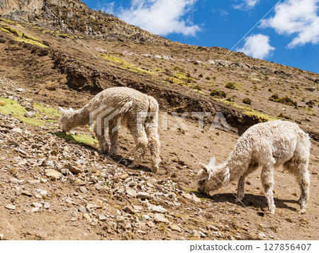 Hairy wild alpacas grazing on the steep mountains of Vinicunca, Cusco region, Peru 127856407