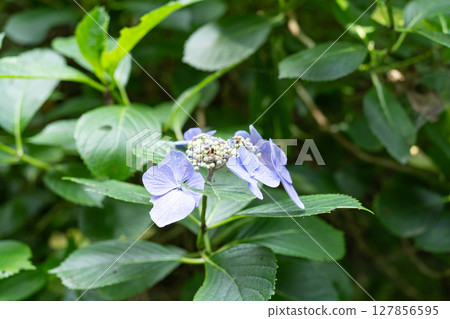 大葉繡球花（高尾山） 127856595