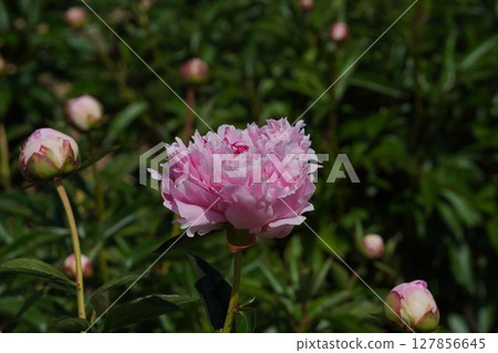 牡丹花「莎拉‧伯納德」2025年5月 牡丹花「莎拉‧伯納德」2025年5月 127856645