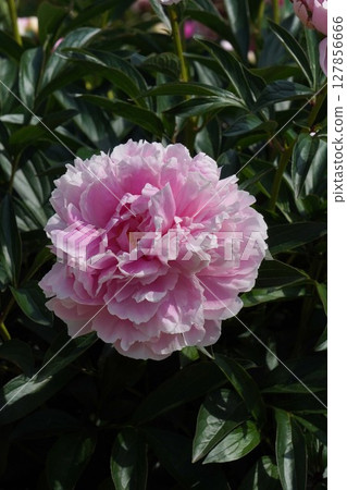 Peony flower "Sarah Bernard" May 2025 Peony flower "Sarah Bernard" May 2025 127856666