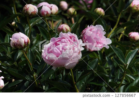 牡丹花「莎拉‧伯納德」2025年5月 127856667