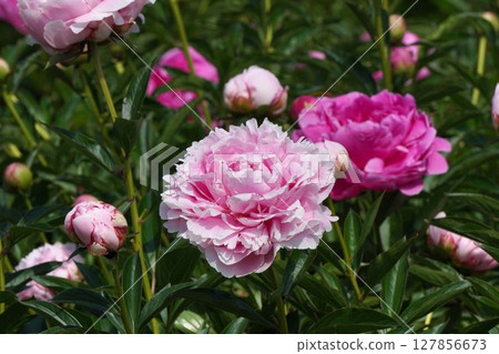 Peony flower "Sarah Bernard" May 2025 Peony flower "Sarah Bernard" May 2025 127856673