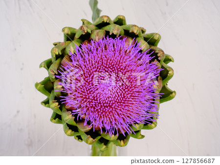 artichoke 127856687