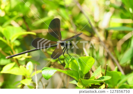 Hagro Dragonfly(女) Hagro Dragonfly(女) 127856750