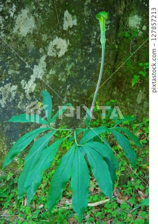 Mamushigusa, Chinese laurel Mamushigusa, Chinese laurel 127857213