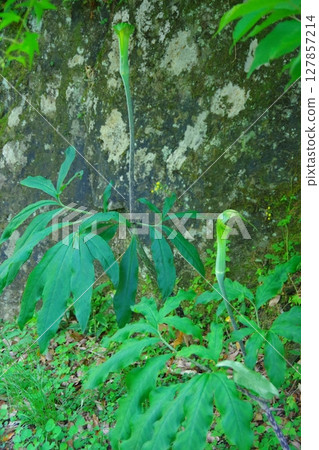 Mamushigusa, Chinese laurel 127857214