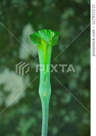 蟠蔵草，中國月桂樹 127857215