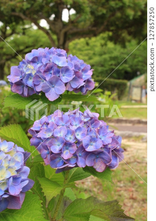 I took a picture of hydrangea flowers. I took a picture of hydrangea flowers. 127857250