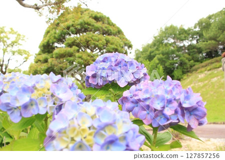 I took a picture of hydrangea flowers. I took a picture of hydrangea flowers. 127857256