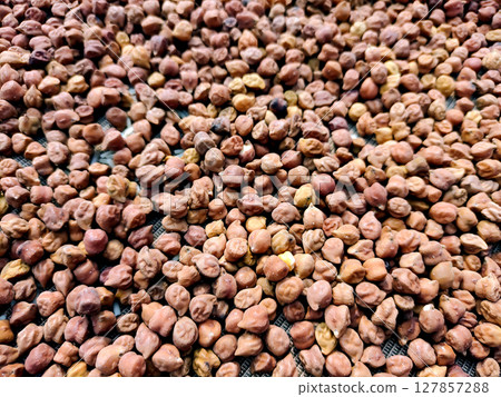 Closeup of Dried Black Chickpeas (Kala Chana) Spread Out for Drying 127857288