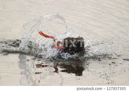 荒尾市港野生鳥類， 127857305