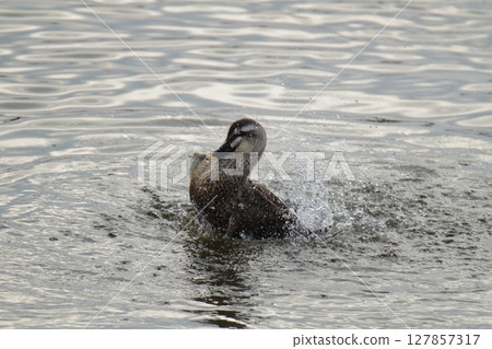 Arao City Port Wild Birds, 127857317