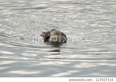 Arao City Port Wild Birds, 127857318